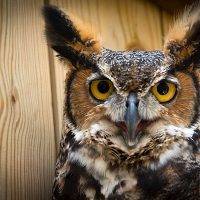Photo-Credit-John-Zuke-Great-Horned-Owl-RockyGapStatePark-Aviary.jpg