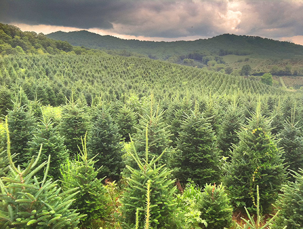 frasir-fur-chrsitmas-trees